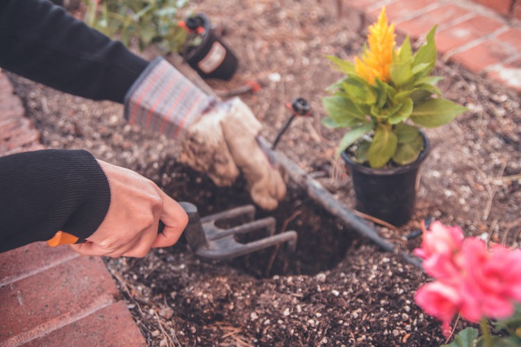 Gardening Tips for Beginners